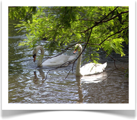 swan1L